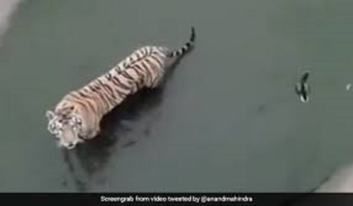 Anand Mahindra shares viral video of a duck dodging tiger attack